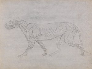 Studie af en tiger, sideværts, fra en sammenlignende anatomisk fremstilling af den menneskelige krops struktur med en tiger og en almindelig høns, 1795-1806 (grafit på tyndt vævet papir) af George Stubbs