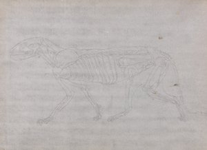 Studie af en tiger, sideværts, fra en sammenlignende anatomisk fremstilling af den menneskelige krops struktur med en tiger og en almindelig høns, 1795-1806 (grafit på tyndt vævet papir) af George Stubbs