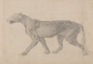 Studie af en tiger, sideværts, fra en sammenlignende anatomisk fremstilling af den menneskelige krops struktur med en tiger og en almindelig høns, 1795-1806 (grafit på lagt papir) af George Stubbs