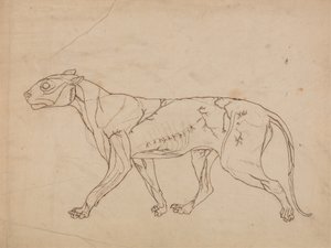 Studie af en tiger, sideværts, fra en sammenlignende anatomisk fremstilling af den menneskelige krops struktur med en tiger og en almindelig høns, 1795-1806 (grafit på kraftigt vævet papir) af George Stubbs