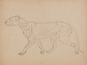 Studie af en tiger, sideværts, fra en sammenlignende anatomisk fremstilling af den menneskelige krops struktur med en tiger og en almindelig høns, 1795-1806 (pen & blæk over grafit & kridt på vævet p af George Stubbs