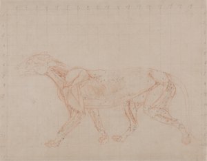 Studie af en tiger, sideværts, fra en sammenlignende anatomisk fremstilling af den menneskelige krops struktur med en tiger og en almindelig høns, 1795-1806 (rødkridtgrafit på vævet papir) af George Stubbs