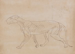 Studie af en tiger, sideværts, fra en sammenlignende anatomisk fremstilling af den menneskelige krops struktur med en tiger og en almindelig høns, 1795-1806 (pen & sort blæk over grafit på vævet pap af George Stubbs