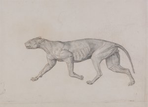 Studie af en tiger, sideværts, fra en sammenlignende anatomisk fremstilling af den menneskelige krops struktur med en tiger og en almindelig høns, 1795-1806 (grafit med rødt kridt på tyndt vævet papir af George Stubbs