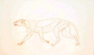 Studie af en tiger, sideværts, fra en sammenlignende anatomisk fremstilling af den menneskelige krops struktur med en tiger og en almindelig høns, 1795-1806 (rødkridtgrafit på vævet papir) af George Stubbs