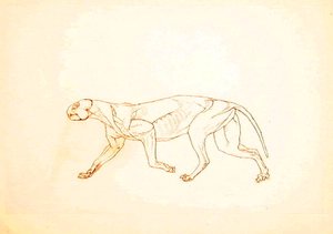 Studie af en tiger, sideværts, fra en sammenlignende anatomisk fremstilling af den menneskelige krops struktur med en tiger og en almindelig høns, 1795-1806 (pen og blæk over rødt kridt på tyndt vævet pap af George Stubbs