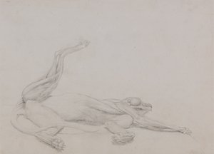 Studie af en tiger, liggende, set ventralt, fra en sammenlignende anatomisk fremstilling af den menneskelige krops struktur med en tiger og en almindelig høns, 1795-1806 (grafit på tyndt vævet papir) af George Stubbs