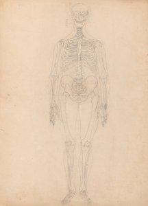 Studie af den menneskelige figur, forfra, diagram for nøgle til tabel I, fra en sammenlignende anatomisk fremstilling af den menneskelige krops struktur med strukturen af en tiger og en almindelig høns, ca. 1795-1806 (g. af George Stubbs