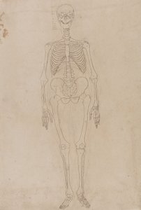 Studie af den menneskelige figur, forfra, fra en sammenlignende anatomisk fremstilling af den menneskelige krops struktur med en tiger og en almindelig høns, ca. 1795-1806 (grafit og blæk på papir) af George Stubbs