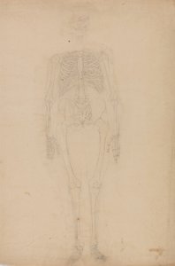 Studie af den menneskelige figur, forfra, fra en sammenlignende anatomisk fremstilling af den menneskelige krops struktur med en tiger og en almindelig høns, ca. 1795-1806 (grafit på papir) af George Stubbs
