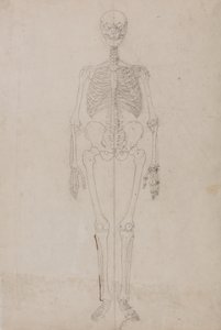 Studie af den menneskelige figur, forfra, fra en sammenlignende anatomisk fremstilling af den menneskelige krops struktur med en tiger og en almindelig høns, ca. 1795-1806 (grafit og blæk på papir) af George Stubbs