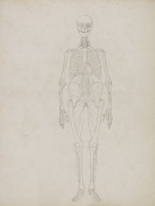 Studie af den menneskelige figur, forfra, fra 