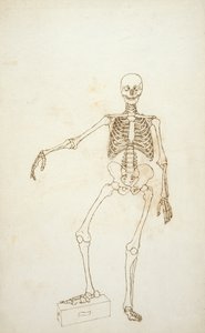 Studie af den menneskelige figur, forfra, fra 