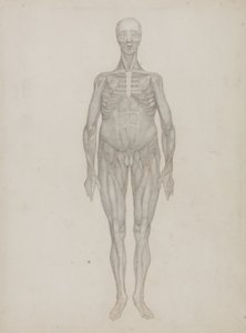 Studie af den menneskelige figur, forfra, fra 