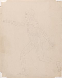Studie af den menneskelige figur, sideværts, en sammenlignende anatomisk fremstilling af den menneskelige krops struktur med en tiger og en almindelig høns, ca. 1795-1806 (grafit på patronpapir) af George Stubbs