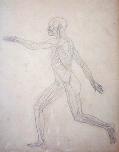 Studie af den menneskelige figur, sideværts, fra en sammenlignende anatomisk fremstilling af den menneskelige krops struktur med en tiger og en almindelig høns, ca. 1795-1806 (grafit på patronpapir) af George Stubbs