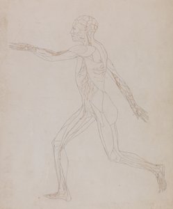 Studie af den menneskelige figur, sideværts, fra en sammenlignende anatomisk fremstilling af den menneskelige krops struktur med en tiger og en almindelig høns, ca. 1795-1806 (grafit på papir) af George Stubbs