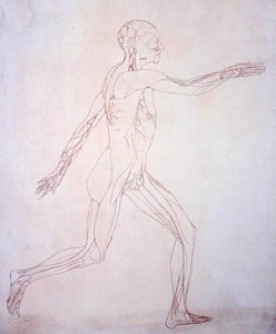 Studie af den menneskelige figur, sideværts, fra en sammenlignende anatomisk fremstilling af den menneskelige krops struktur med en tiger og en almindelig høns, ca. 1795-1806 (blæk på papir) af George Stubbs