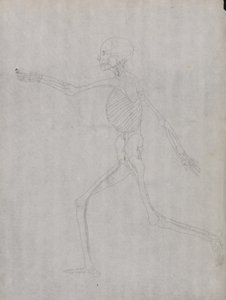 Studie af den menneskelige figur, sideværts, fra en sammenlignende anatomisk fremstilling af den menneskelige krops struktur med en tiger og en almindelig høns, 1795-1806 (grafit på kraftigt vævet papir) af George Stubbs