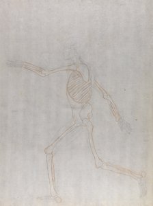 Studie af den menneskelige figur, sideværts, fra en sammenlignende anatomisk fremstilling af den menneskelige krops struktur med en tiger og en almindelig høns, 1795-1806 (grafit og rødt kridt på tyndt w af George Stubbs
