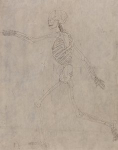 Studie af den menneskelige figur, sideværts, fra en sammenlignende anatomisk fremstilling af den menneskelige krops struktur med en tiger og en almindelig høns, 1795-1806 (grafit med blæk på kraftig vævning af George Stubbs