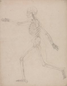 Studie af den menneskelige figur, sideværts, fra en sammenlignende anatomisk fremstilling af den menneskelige krops struktur med en tiger og en almindelig høns, 1795-1806 (grafit på kraftigt vævet papir) af George Stubbs