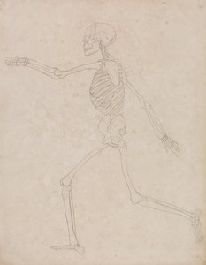Studie af den menneskelige figur, sideværts, fra en sammenlignende anatomisk fremstilling af den menneskelige krops struktur med en tiger og en almindelig høns, 1795-1806 (grafit på kraftigt vævet papir) af George Stubbs