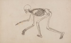 Studie af den menneskelige figur, sideværts, fra en sammenlignende anatomisk fremstilling af den menneskelige krops struktur med en tiger og en almindelig høns, 1795-1806 (pen og blæk over grafit på vævet væv) af George Stubbs