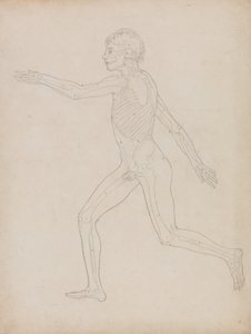 Studiet af den menneskelige figur, sidelæns, fra A Comparative Anatomical Exposition of the Structure of the Human Body with that of a Tiger and a Common Fowl, 1795-1806 (grafit på kraftigt papir) af George Stubbs