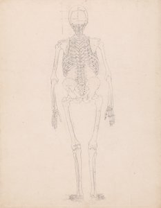 Studie af den menneskelige figur, posteriort billede, diagram for nøgle til tabel II, fra en sammenlignende anatomisk fremstilling af den menneskelige krops struktur med en tiger og en almindelig høns, ca. 1795-1806 af George Stubbs