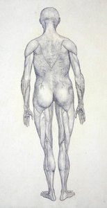 Studie af den menneskelige figur, posteriort billede, fra en sammenlignende anatomisk fremstilling af den menneskelige krops struktur med en tiger og en almindelig høns, ca. 1795-1806 (grafit på patronpapir) af George Stubbs