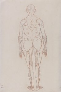 Studie af den menneskelige figur, posteriort billede, fra en sammenlignende anatomisk fremstilling af den menneskelige krops struktur med en tiger og en almindelig høns, ca. 1795-1806 (rødt kridt på patronpapir af George Stubbs