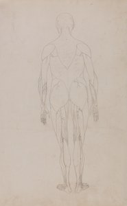 Studie af den menneskelige figur, posteriort billede, fra en sammenlignende anatomisk fremstilling af den menneskelige krops struktur med en tiger og en almindelig høns, ca. 1795-1806 (grafit og blæk på papir) af George Stubbs