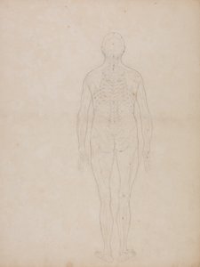 Studie af den menneskelige figur, posteriort billede, fra en sammenlignende anatomisk fremstilling af den menneskelige krops struktur med en tiger og en almindelig høns, ca. 1795-1806 (grafit på patronpapir) af George Stubbs