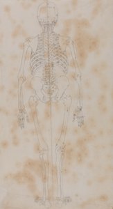 Studie af den menneskelige figur, bagfra, fra en sammenlignende anatomisk fremstilling af den menneskelige krops struktur med en tiger og en almindelig høns, ca. 1795-1806 (grafit på papir) af George Stubbs
