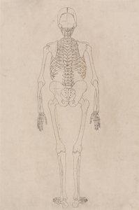 Studie af den menneskelige figur, bagfra, fra en sammenlignende anatomisk fremstilling af den menneskelige krops struktur med en tiger og en almindelig høns, ca. 1795-1806 (blæk på patronpapir) af George Stubbs