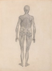 Studie af den menneskelige figur, posteriort billede, med hud og underliggende fascievæv fjernet, fra en sammenlignende anatomisk fremstilling af den menneskelige krops struktur med en tiger og en komm. af George Stubbs