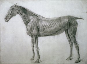 Studiet af muskler: Ecorche-tegning set fra flanken, fra det 13. anatomiske bord, fra hestens anatomi, 1766 af George Stubbs