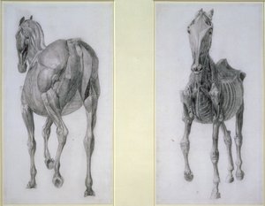 Studiet af muskler: frontal og bagudsigt, fra den 13. anatomiske tabel, fra hestens anatomi, 1766 af George Stubbs