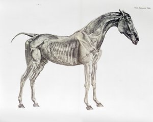 Tredje anatomiske tabel, fra "Hestens anatomi af George Stubbs