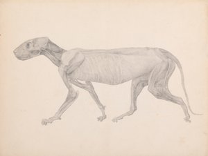 Tigerkrop, sideværts (færdig tegning til upubliceret bord; viser tredje fase i dissektion) af George Stubbs