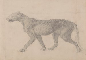 Tiger Body, Lateral View (Første af ni tegninger af et andet eksemplar af tiger) af George Stubbs