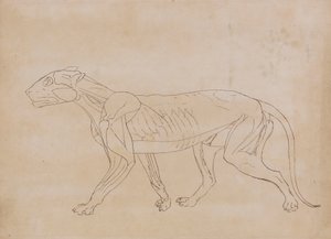 Tigerkrop, set fra siden (konturtegning for en nøglefigur) af George Stubbs