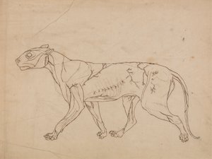 Tiger Body, Lateral View (Oversigtsundersøgelse af overflademusklerne og deres blodforsyning, sandsynligvis lavet til en nøglefigur) af George Stubbs