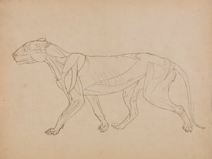 Tiger Body, Lateral View (Sandsynligvis lavet som grundlag for en nøglefigur) af George Stubbs