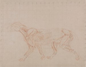 Tiger Body, Lateral View (Undersøgelse af fjerde fase af dissektion, der viser de dybere muskler) af George Stubbs