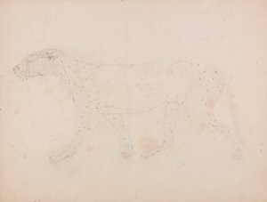 Tigerkrop, set fra siden (Studie af musklerne for nøgletallet til tabel IX) af George Stubbs