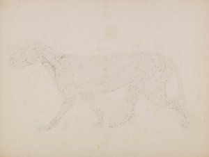 Tigerkrop, sideværts (Studie af de øvre lag af muskler og deres blodforsyning forberedt til nøgletallet i tabel XIV) af George Stubbs