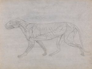 Tigerkrop, set fra siden af George Stubbs