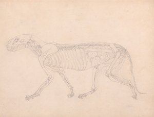 Tigerkrop, set fra siden af George Stubbs